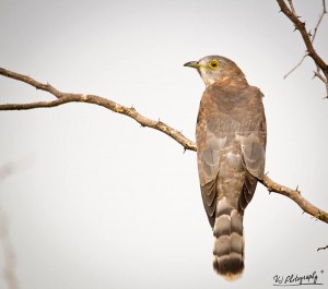 Brainfever Bird -அக்கா குயில்